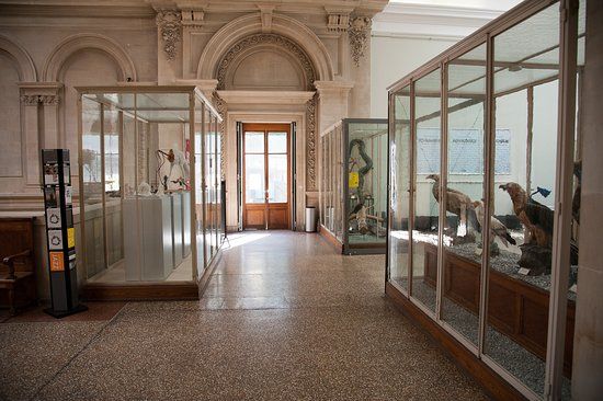 Kantonales Zoologie-Museum